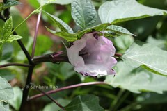 Datura metel